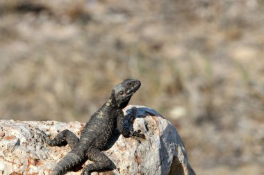 kayanın üzerinde yalan kertenkele 