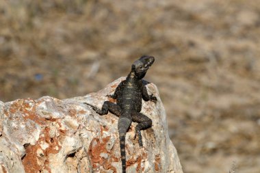 kayanın üzerinde yalan kertenkele 