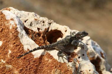 kayanın üzerinde yalan kertenkele 