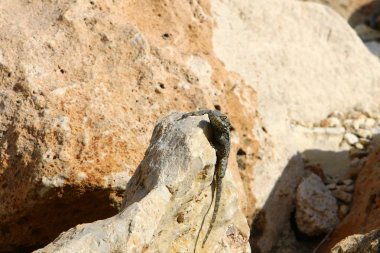 kayanın üzerinde yalan kertenkele 