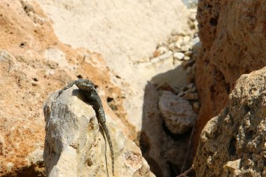 kayanın üzerinde yalan kertenkele 