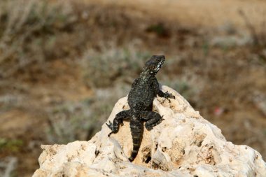 kayanın üzerinde yalan kertenkele 