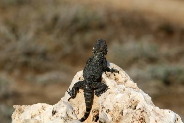 kayanın üzerinde yalan kertenkele 