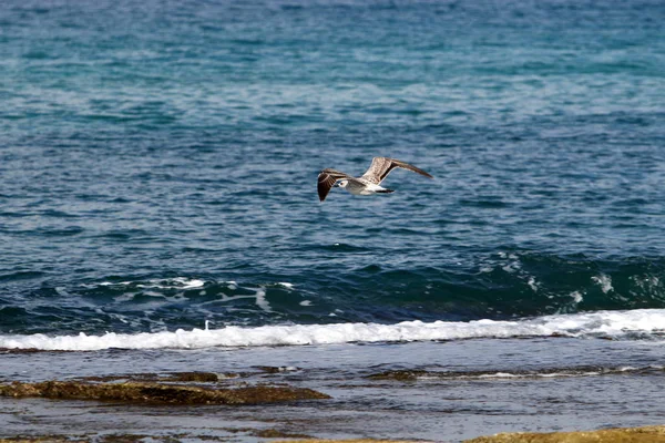 Shore of the Mediterranean Sea — Stock Photo, Image