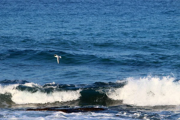 Orilla del Mar Mediterráneo — Foto de Stock