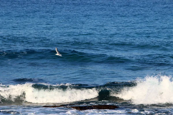 Shore of the Mediterranean Sea — Stock Photo, Image