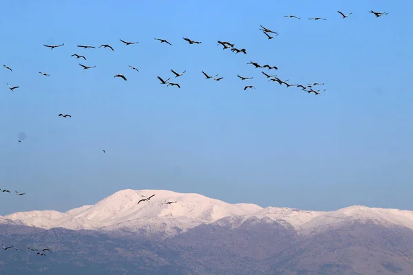 Mount Hermon üzerinde kar 