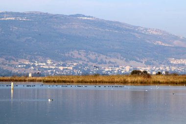 Hula kuş sanctuary 
