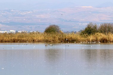 Hula kuş sanctuary 