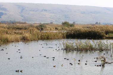 Hula kuş sanctuary 