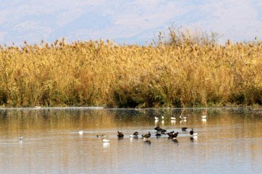 Hula kuş sanctuary 