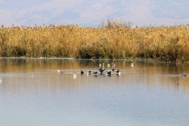 Hula kuş sanctuary 