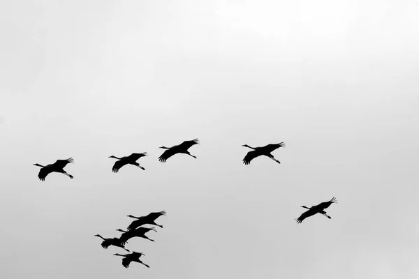 Refuge d'oiseaux de Hula — Photo