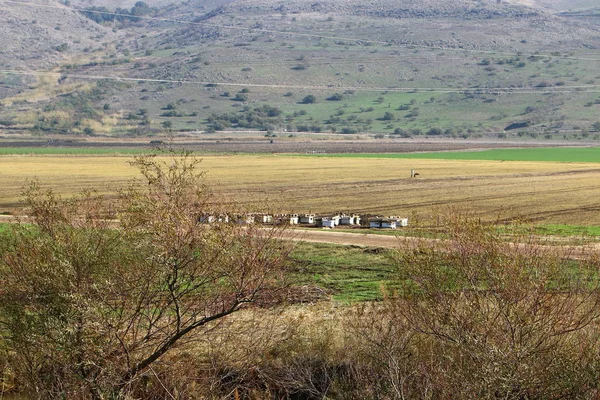 Χούλα ιερό πουλί — Φωτογραφία Αρχείου