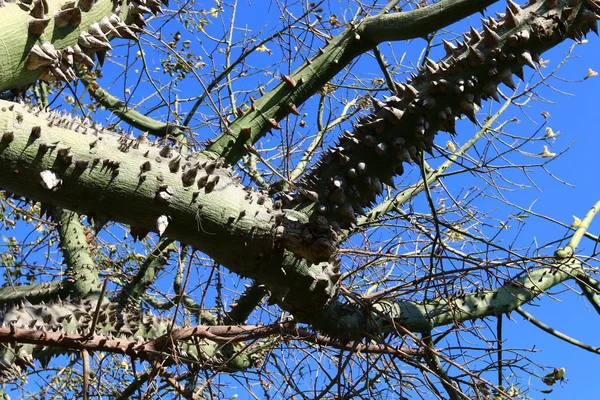 Árbol de algodón espinoso —  Fotos de Stock