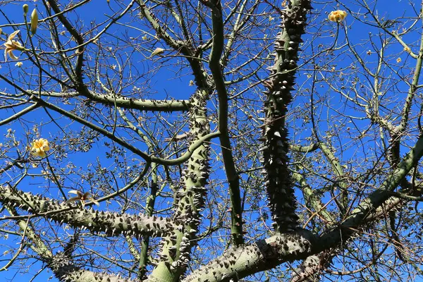 Prickly cotton tree — Stock Photo, Image