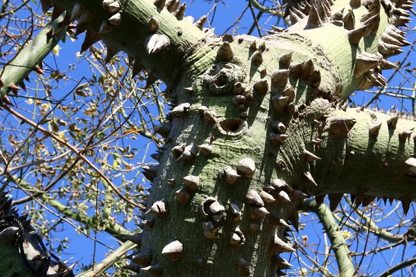 prickly cotton tree