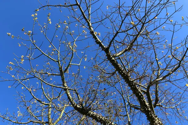 Árvore de algodão espinhosa — Fotografia de Stock