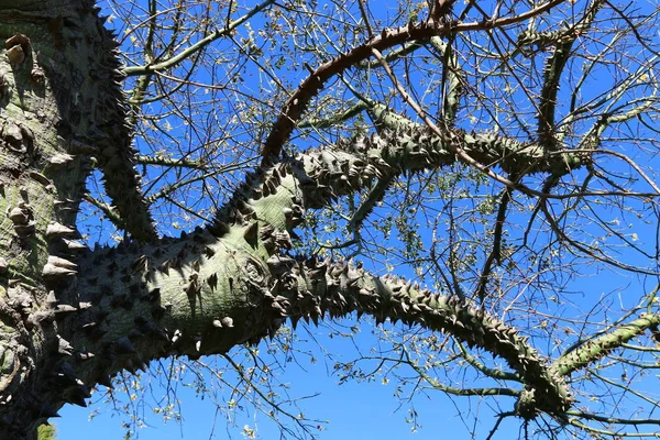 Prickly cotton tree — Stock Photo, Image