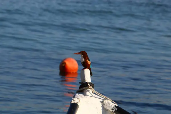 Pescador-rei sentado em um barco — Fotografia de Stock