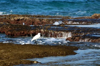 ak balıkçıl ayakta sahilde 