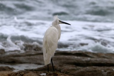 ak balıkçıl ayakta sahilde 