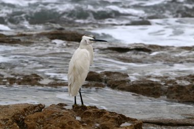 ak balıkçıl ayakta sahilde 