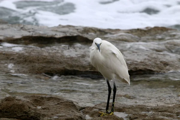 Egret standing on the beach — Stock Photo, Image