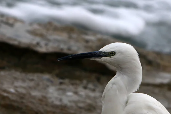 Reiher steht am Strand — Stockfoto