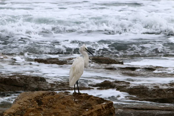 ak balıkçıl ayakta sahilde 