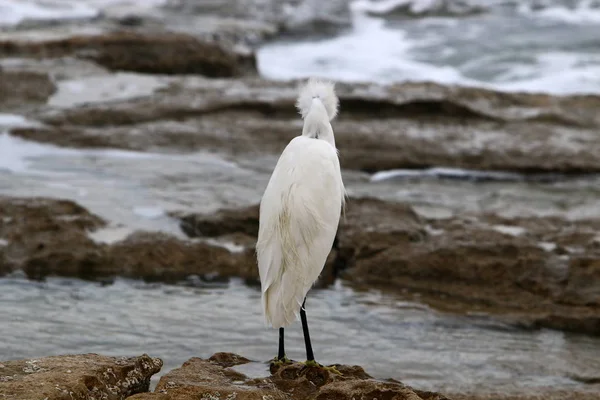 ak balıkçıl ayakta sahilde 