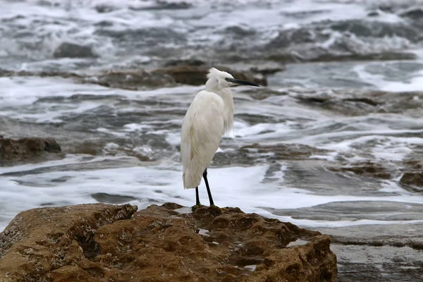 ak balıkçıl ayakta sahilde 
