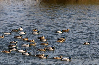 Göl Hula üzerinde ördek 