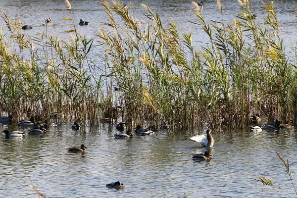 Ducks on Lake Hula — Stock Photo, Image