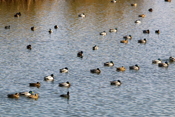 Patos no Lago Hula — Fotografia de Stock