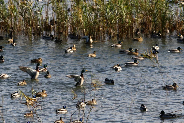 Enten auf dem Hula-See — Stockfoto