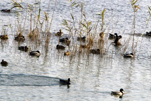 Kachny na jezeře Hula — Stock fotografie