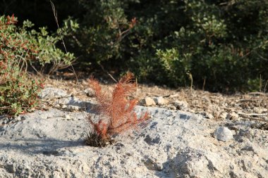 Doğa yakın çekim resimleri 