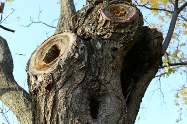 Görünüm ve malzemenin doku 