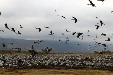 gökyüzünde bir sürü vinç 