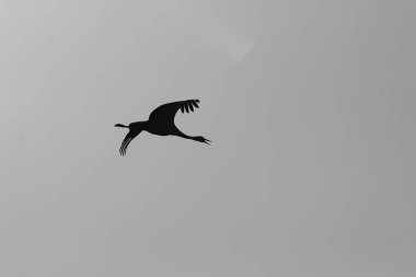 gökyüzünde bir sürü vinç 