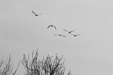 gökyüzünde bir sürü vinç 