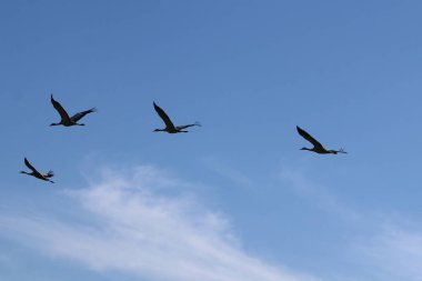 gökyüzünde bir sürü vinç 