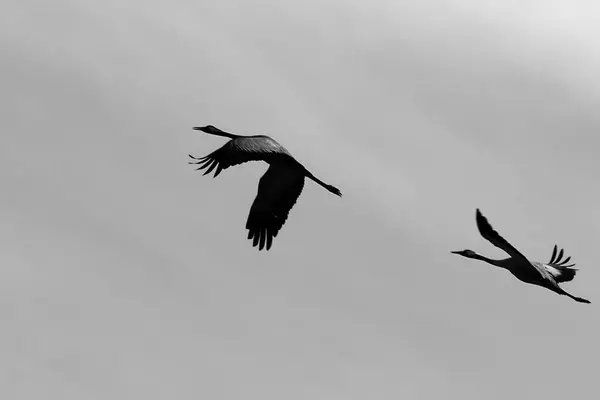 No céu um rebanho de guindastes — Fotografia de Stock