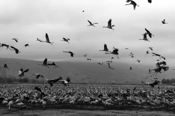 In the sky a flock of cranes — Stock Photo, Image
