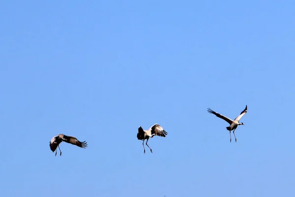 I himlen en flock tranor — Stockfoto