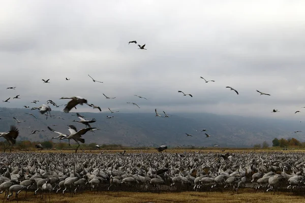 Dans le ciel un troupeau de grues — Photo