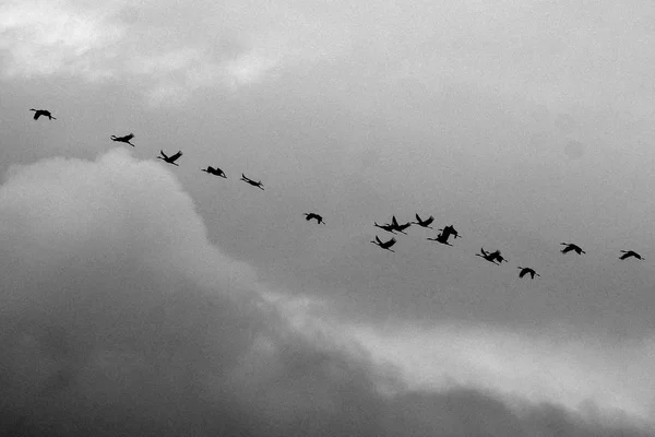 No céu um rebanho de guindastes — Fotografia de Stock