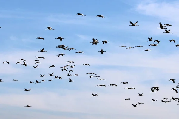 天空中的一群鹤 — 图库照片