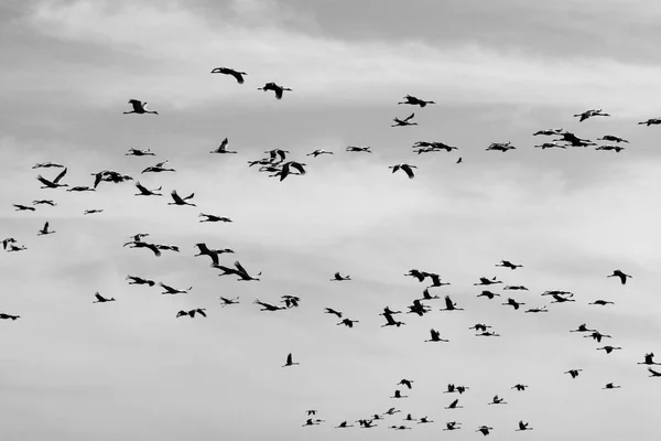 No céu um rebanho de guindastes — Fotografia de Stock